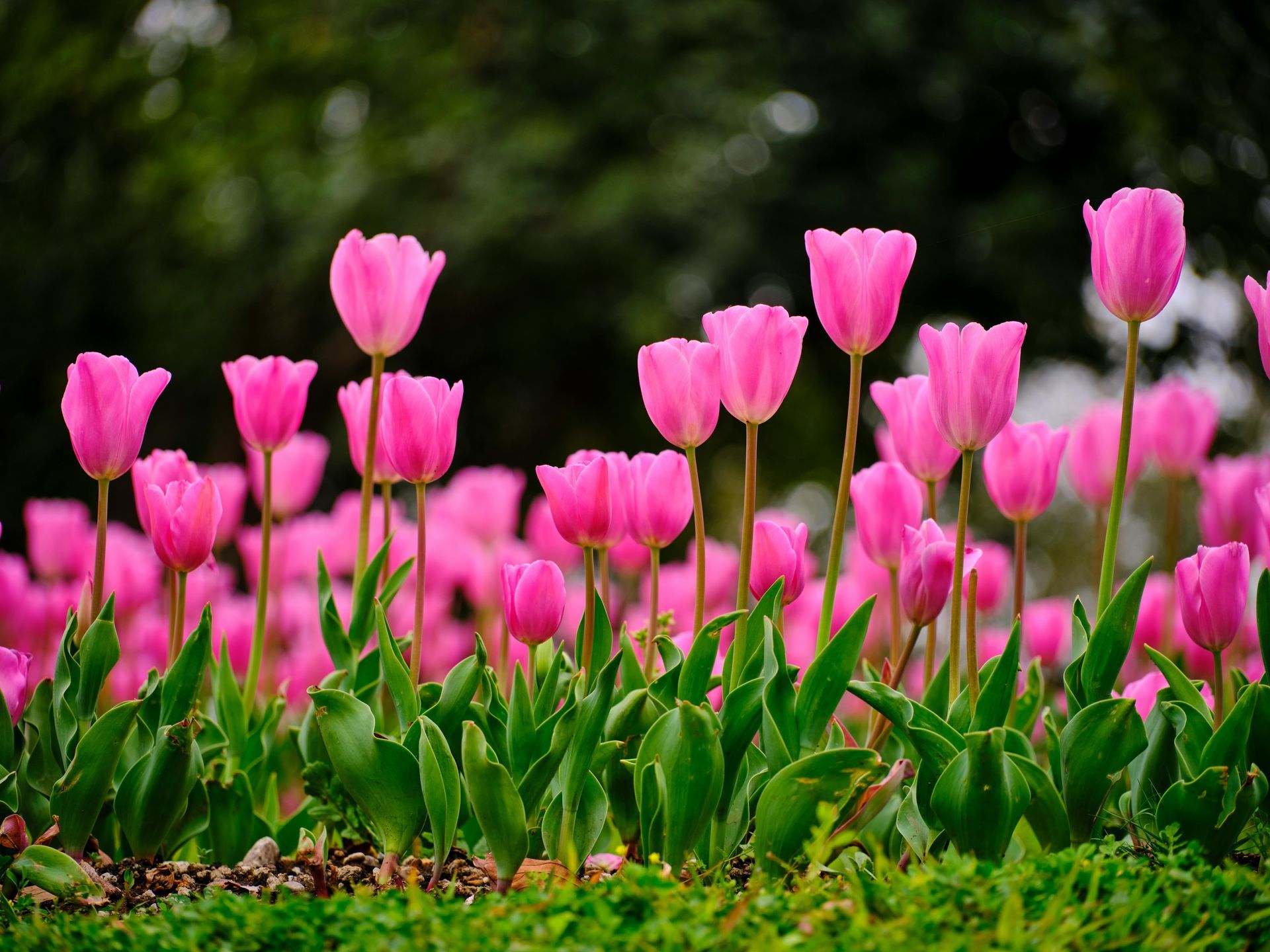 IDS team preparing for spring legal support season